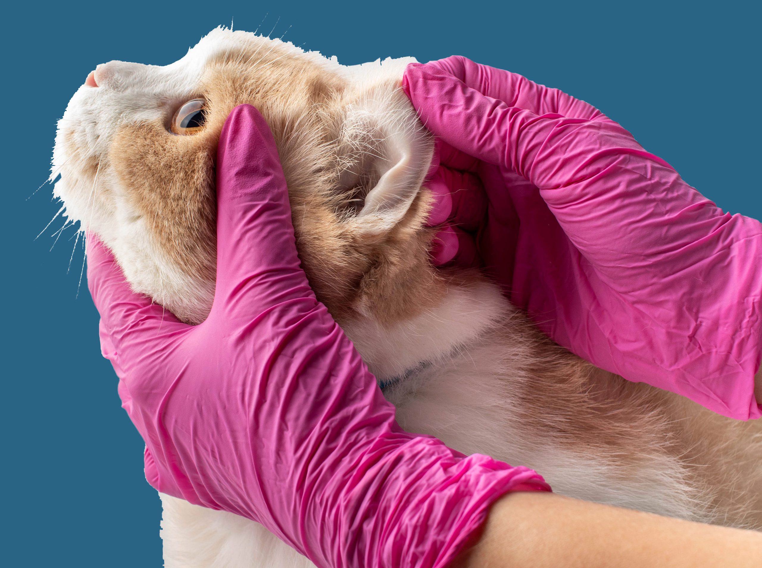 Features of Veterinary Practice Management System VetNvet